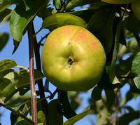 Gråsten Høvdinggårg æble